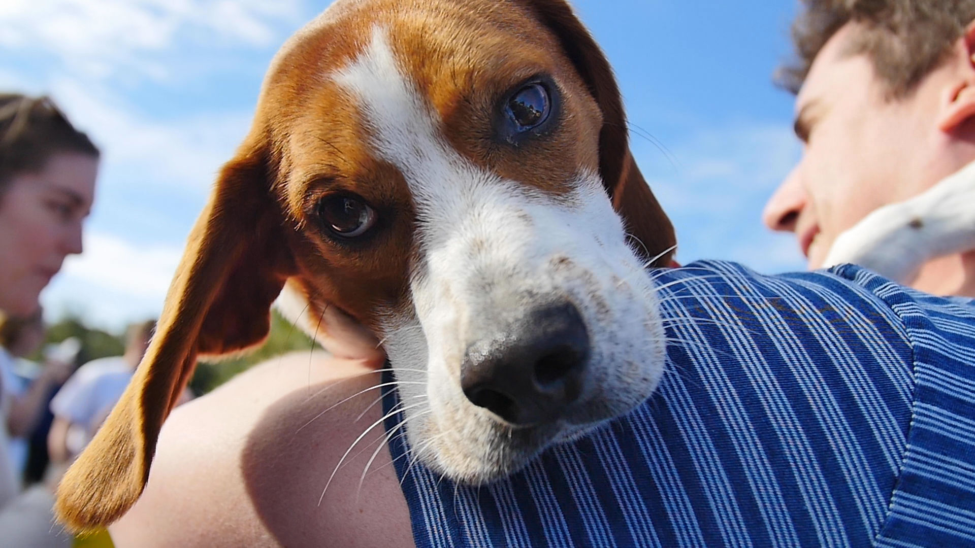 hound at East Drink and Rescue Lowcountry Dog Mag provided